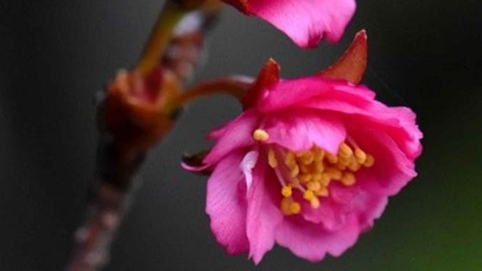 鉢植えの桜 「エレガンスみゆき」