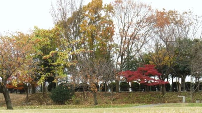 ビオラと寄せ植えの花苗購入