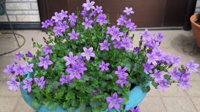 庭のお花達 ベルフラワー他