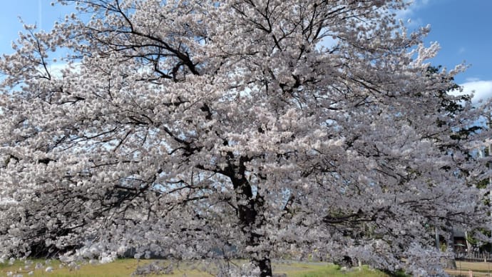 辛い動作も回復させ治る・・・を目指そう。 ~R6年桜⑤~