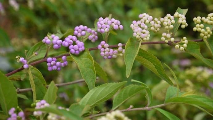 コムラサキの実　ニラの花　