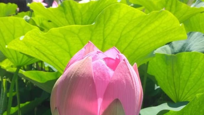 蓮の花を見に千葉公園へ