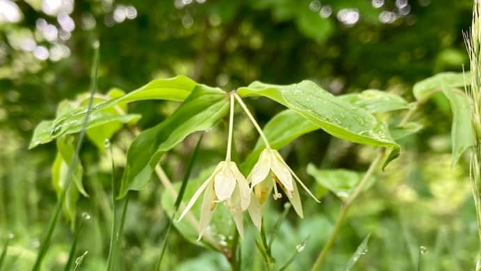初夏の野草達