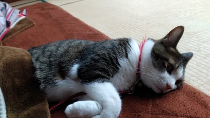 春が来た