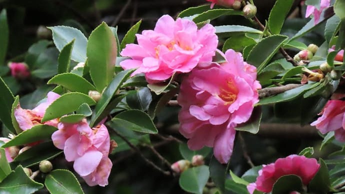 興山園の花