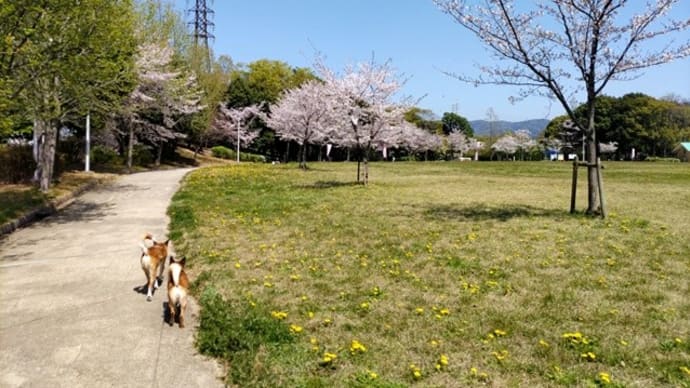 今年の桜、見納めなるか?!