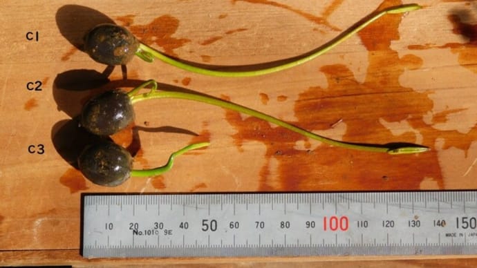 ハスを発芽させてみた その7(1) 別の種を播き、成長速度の比較