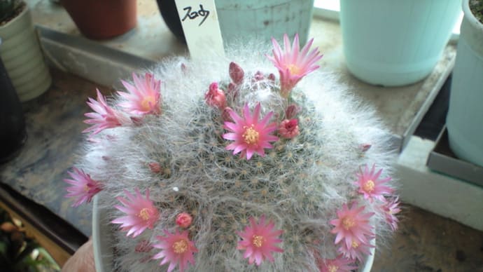 サボテンの花