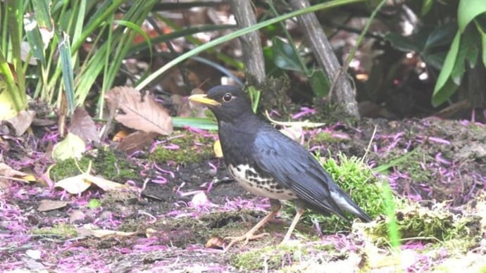 クロツグミ　ヤブサメ　夏鳥の渡りのシーズンです