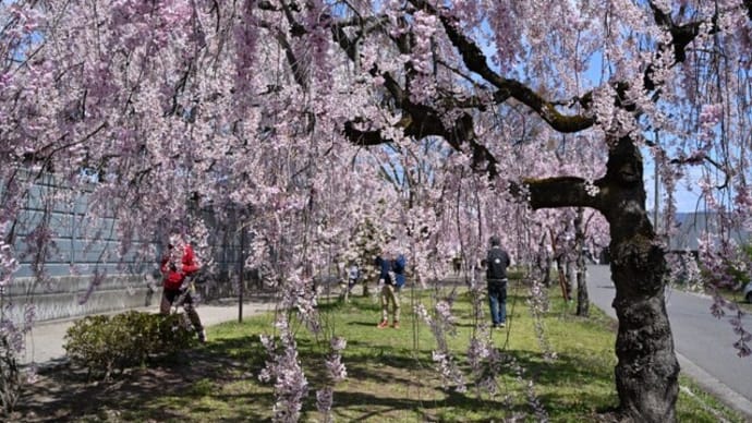 No.901 桜速報~喜多方のしだれ桜~