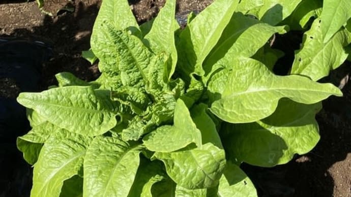 茎レタスの収穫と山クラゲの完成