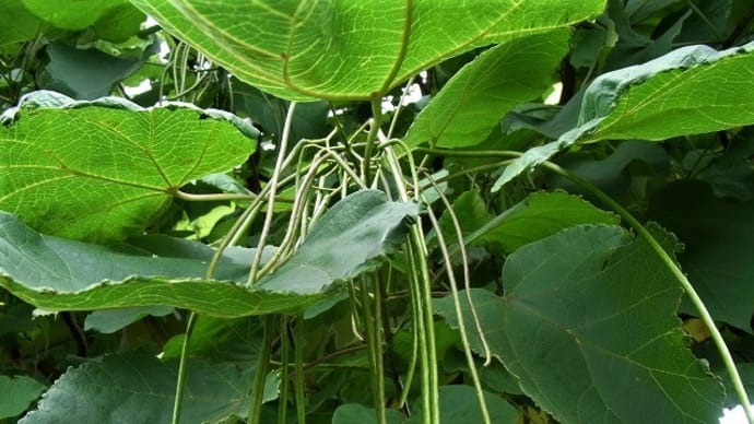 キササゲ(木大角豆)エンジュ(槐)チゴザサ(稚児笹)カナブン・今日のクワコ♪俳句鑑賞