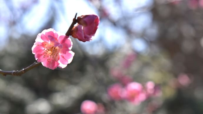 桃いろ梅の華ひとつ。