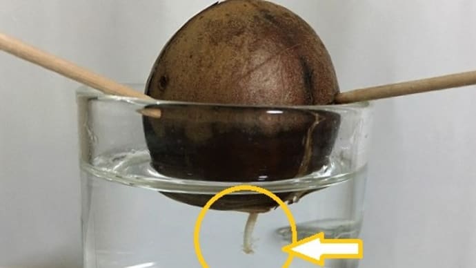 「アボカド水耕栽培」開始から1か月あまり→「根っこ」が生えた~~~(^^)