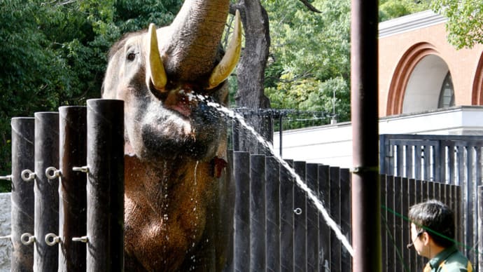 インドゾウの水飲み