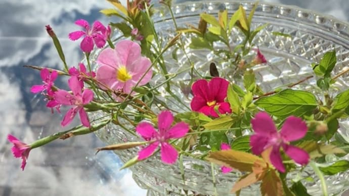 ★ピンクの花と通り抜ける風