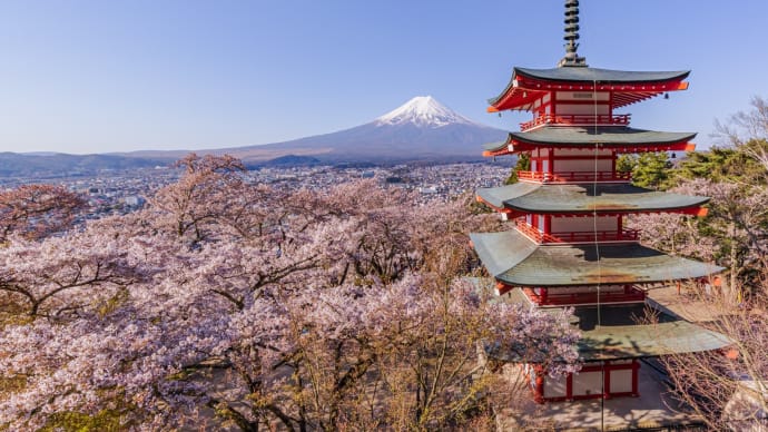 新倉山浅間公園の桜