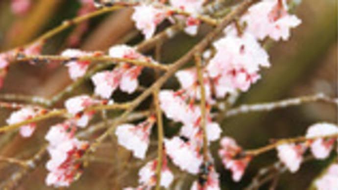 波佐見町のしだれ桜が雪化粧～！