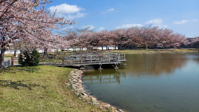 今年最後の桜🎵