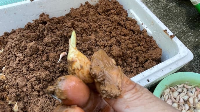 発泡スチロールでにんにく栽培/自給野菜