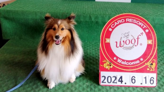 リサの北海道旅行④　山中湖woofへ寄り道🐕