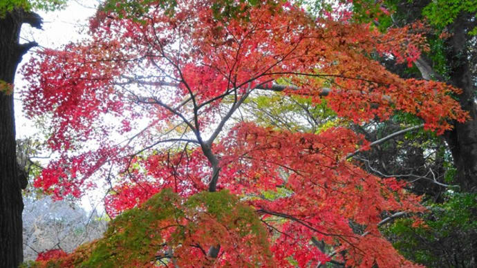 狭山丘陵の紅葉（2020/11/27）