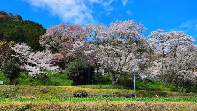 桜2024 《花の郷》 満開　　2024.4.7