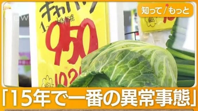 凄い…天候不順で…キャベツが一玉１０００円…ヤバいヤバい…の巻