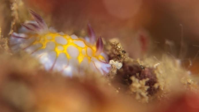 石橋最新生物事情2024/03/11[w/pics & no map]