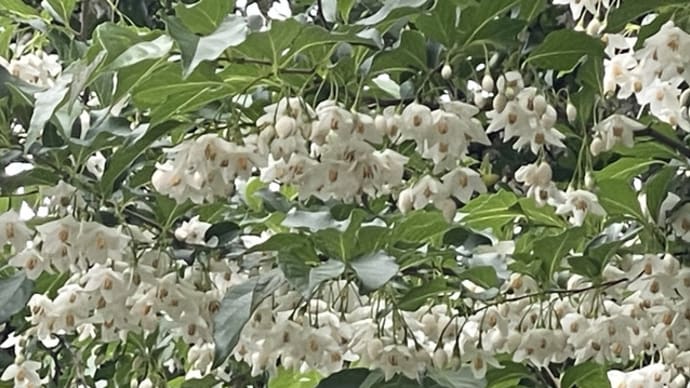 えごの花