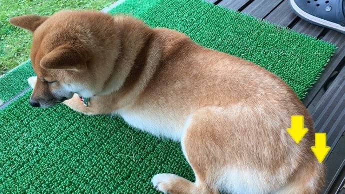 柴犬の毛をばらまかれる前にブラッシング
