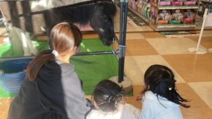 ポニー