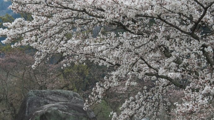奈良桜の頃 明日香 2019/4/2