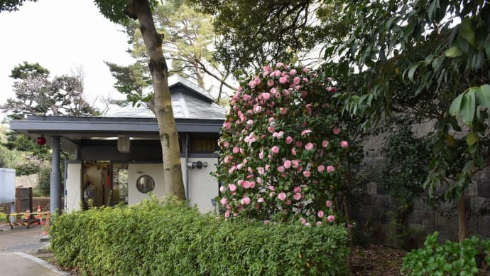 さくら狩り 東京都千代田区千代田 皇居東御苑(1)乾濠小公園