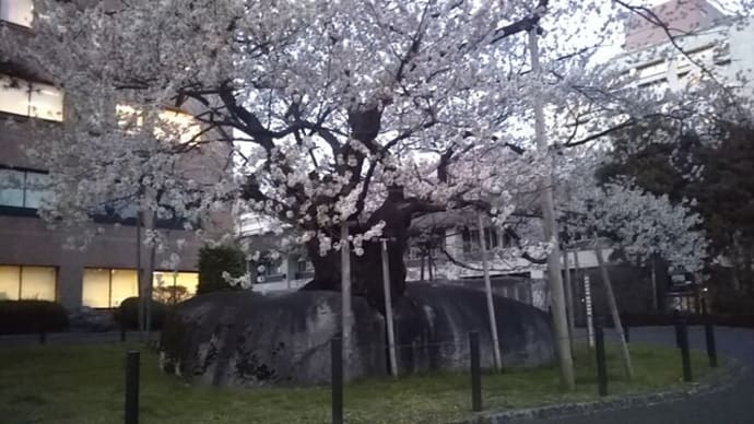 桜の街盛岡・齊藤さんの見つけた桜etc