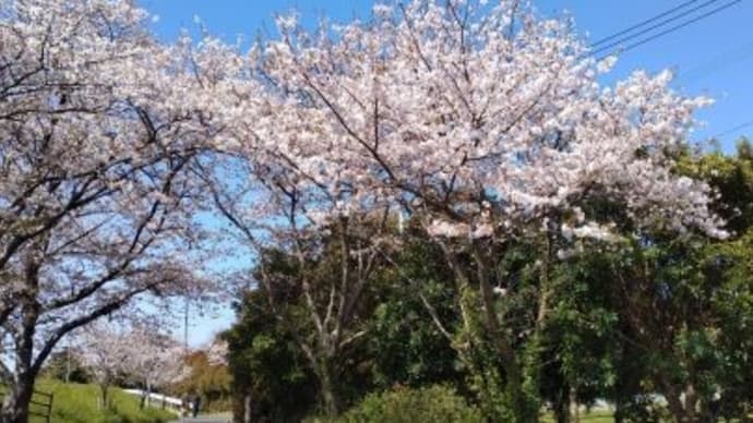 昨日は、公民館でのヨガ教室でした・・・桜吹雪がきれい~~!!