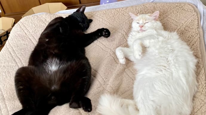 きょうは猫の日! トノヒメ仲良しゴロゴロミュージカルが可愛すぎる!