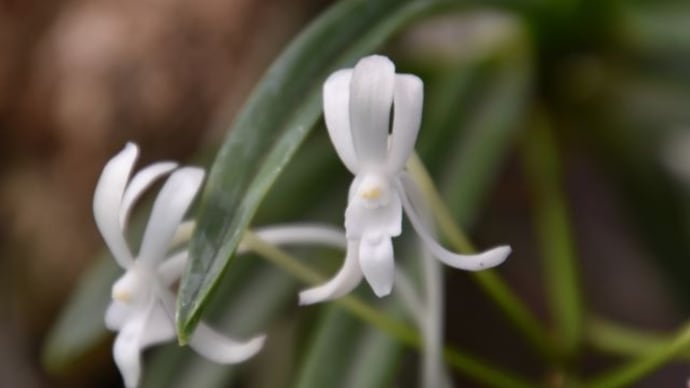 庭で咲く花たち 朝に咲くメガネツユクサの花たち 6