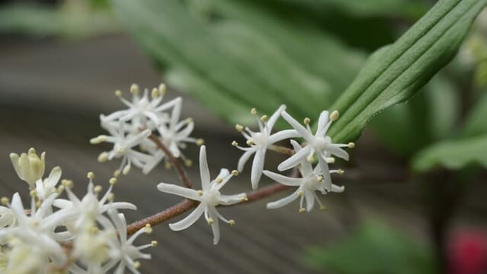 春の花：雪笹