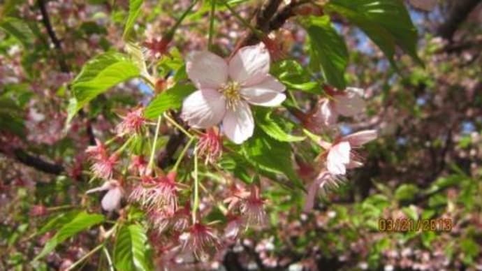 3月21日に見た花