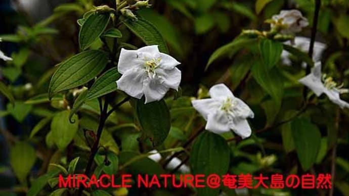 白花ノボタン花盛り