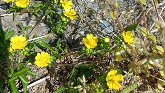 ヘビイチゴが園芸品種に大出世?!