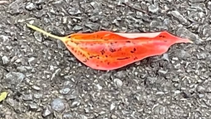 今朝の香り ラヴィンサラ 香りと光のある暮らし
