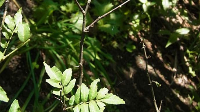山椒の木にナミアゲハの幼虫
