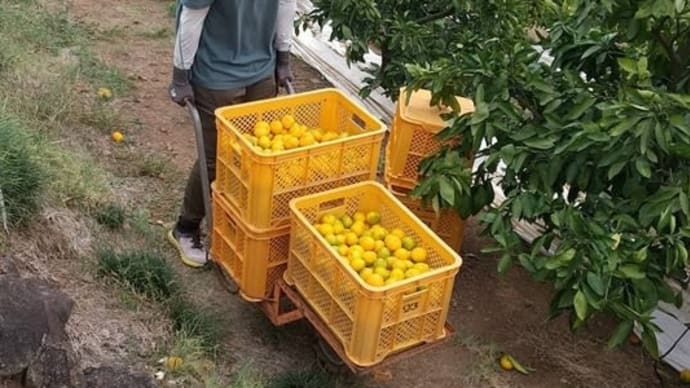 早速知恵熱のりょんとみかんが足りん