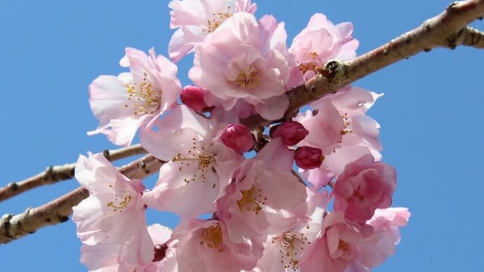 (ブログ)2022.4.1 東別院の桜を撮りに行きました