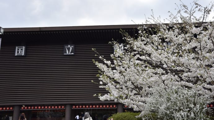 さくら狩り 東京都千代田区隼町 国立劇場(3)スルガザクラ:駿河桜の実生(みしょう)