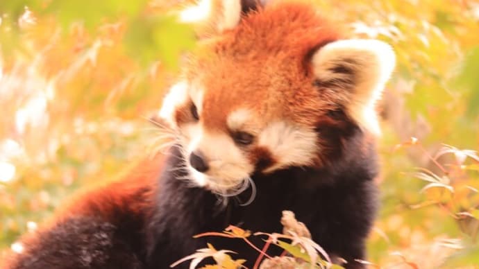 市川動植物園の紅葉とレッサーパンダ