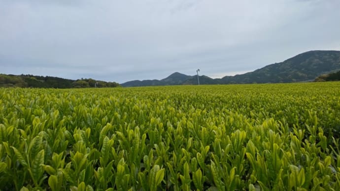 まだまだ続きます🌱バロン被せ🌱