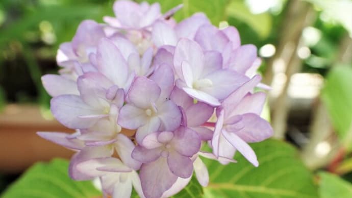 Gooブログ Goo Blog ハッシュタグ 小さいアジサイ
